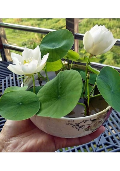 5 Adet Tohum Nadir Beyaz Kutsal Kase Lotus Çiçeği Tohumu Kalite