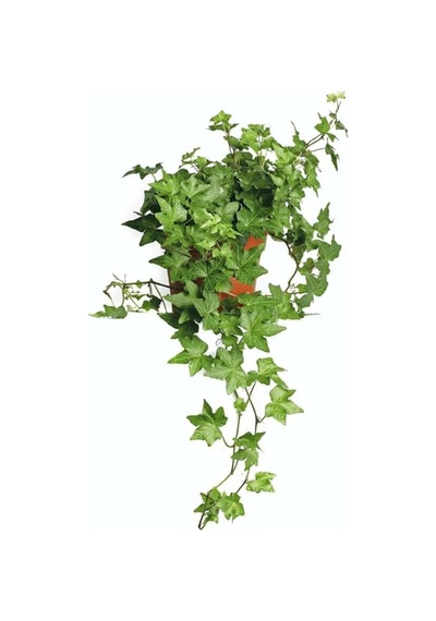 Hedera Helix Mor Çiçekli Salon Sarmaşığı Tohumu