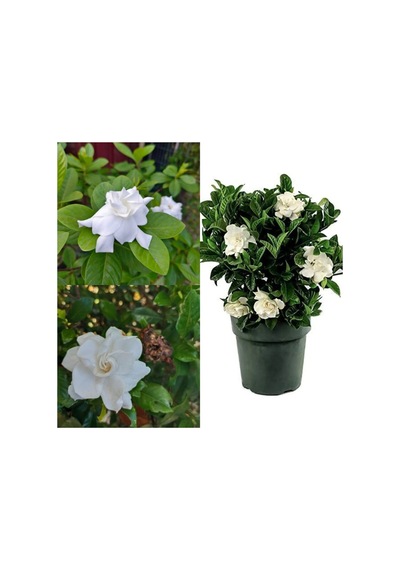 Videolu 1 Adet Müthiş Kokulu Gardenya Çiçeği 20-40 Cm Saksılı Iç Mekan Bitkileri Gardenia