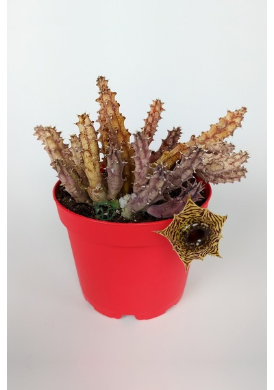 Huernia Zebrina Asclepiadaceae Leş Kaktüsü Leopar Desen Çiçekli