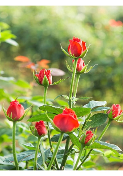 Videolu Samuray Yediveren Beyaz Kırmızı Renkli 30 50 Cm 2 Adet Saksılı Aşılı Gül White Red Rose