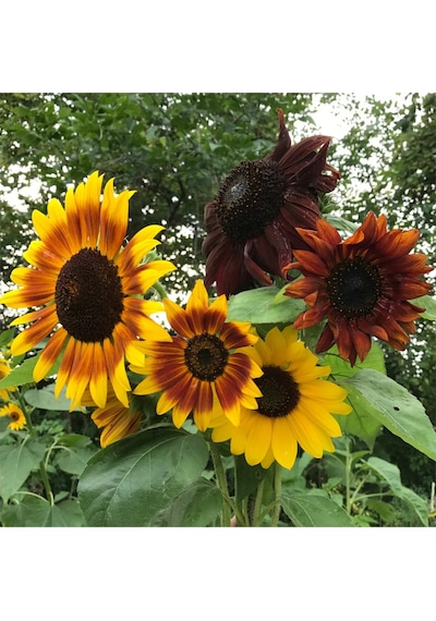 Ayçiçek Tohumu Autumn Beauty Pastel Renkler Helianthus Annuus
