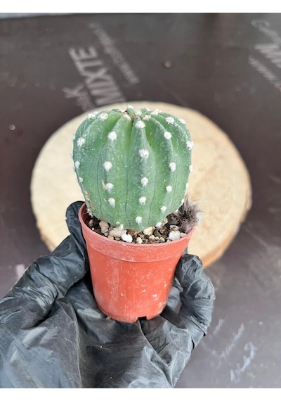 Echinopsis Subdenudata 5.5cm Saksıda Kaktüs Beyaz Çiçek Açan Kaktüs