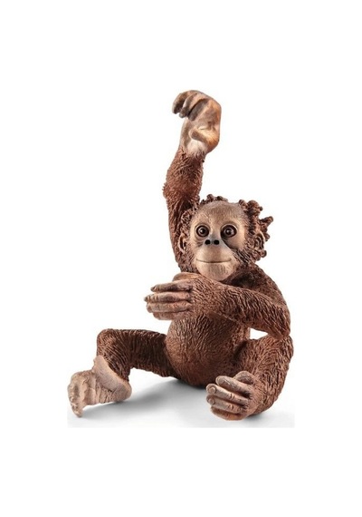 Yavru Orangutan