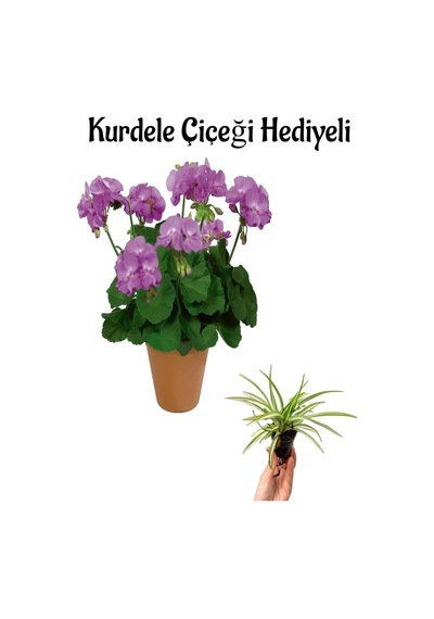 Mor Renk Sardunya Çiçeği Sevgililer Gününe Özel Kurdele Çiçeği Hediyeli
