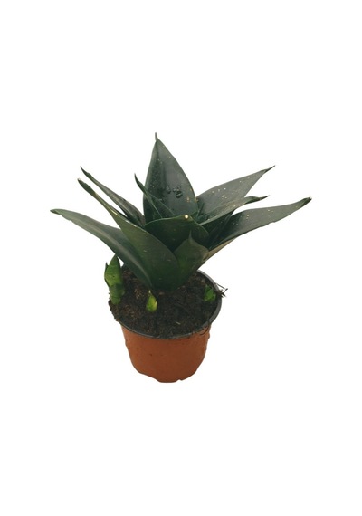 Sansevieria Jade (Paşa Kılıcı)  Ø10,5 CM H15-20 CM