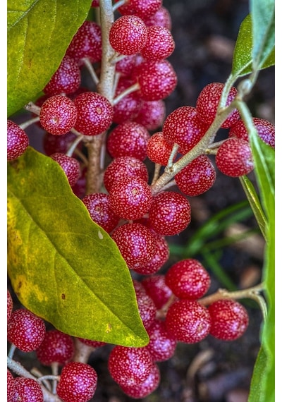 Japon İğdesi, Güz Zeytini Veya Güz Yemişi Elaeagnus Umbellata 1