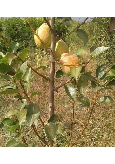Armut Margeret 180-200 Cm Tüplü