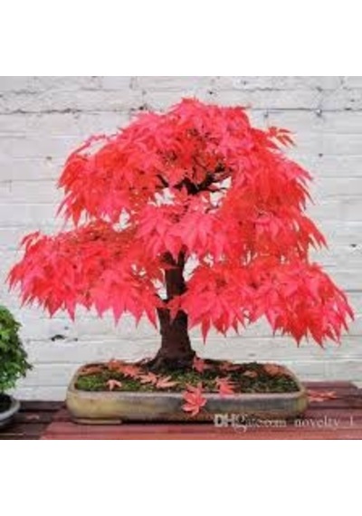 5 Adet Tohum Bodur Bonsai Japon Red Maple Ağacı Bonzai Saksı Topr