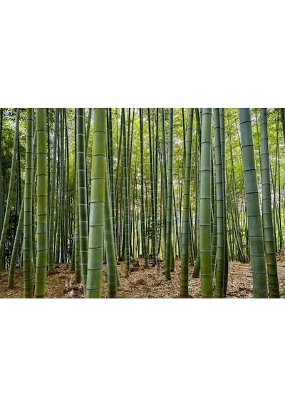 3D Boyutlu Bambu Ağaçları Duvar Kağıdı