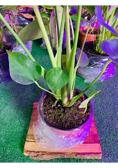 Monstera Devetabanı Yeni Sürgünlü Sağlıklı