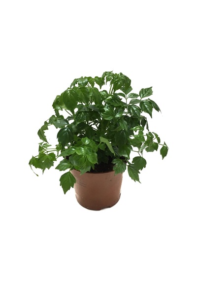 Radermachera Sinica (Çin Bebeği Bitkisi) Ø12 CM H20-25 CM