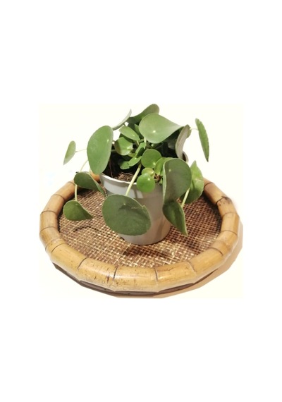 Pilea Çin Para Çiçeği Fidanı 10-20 Cm