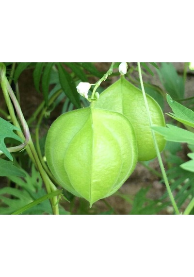 5 Adet Love In A Puff Ballon Vine Heartseed Tohumu