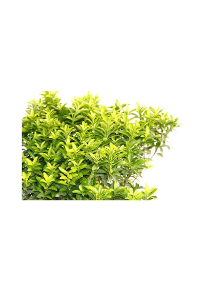 Taflan Microphyllus 5 Adet - Mavi Saksıda  6314