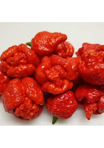 Akrep Biber Trinidad Moruga Scorpion Tohumu Dünyanın En Acı 2. Biberi Tohumu 4 Tohum