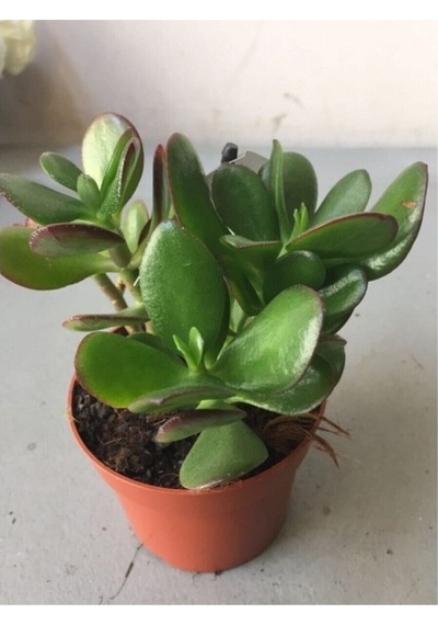 Crassula Şans Para Çiçeği Zenginlik Çiçeği Fidanı 10-20 Cm