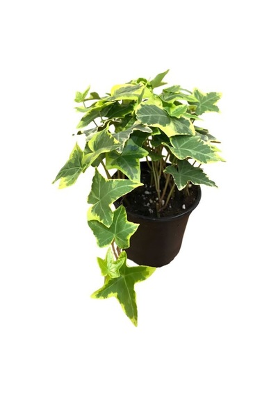 Alacalı Hedera Helix Duvar Ağaç Sarmaşığı 1 Adet Saksılı 20-40cm+para Yeşim Çiçeği