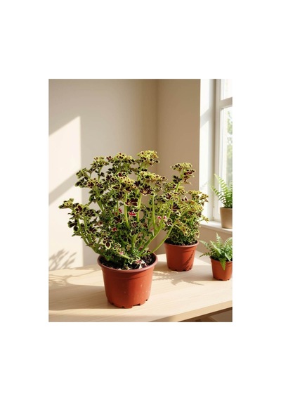 Alacalı Ceylan / Kolyoz Yapraklı Özel Tür Pelargonium / Coleus 12-14 Cm Çaplı Saksı