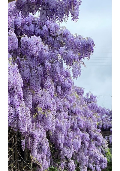 Bahçevilya 2 Yaşında Tüplü Mor Salkım Wisteria Sinensis Fidanı