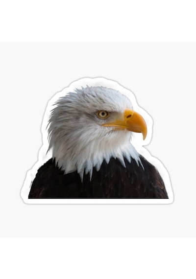 Araba Için Kartal Oto Sticker Yapıştırması Etiket 17Cm A7