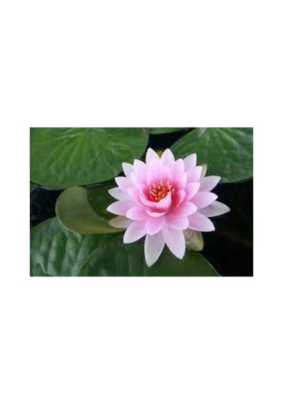 3 Adet Tohum Nadir Pembe Lotus Su Çiçeği Tohumu Hediye Tohumlu