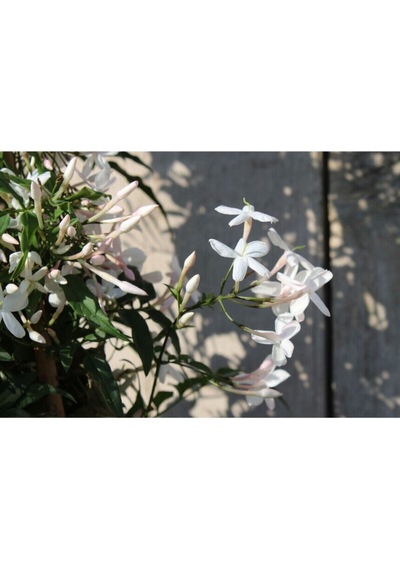 Jasminum Polyanthum Jasmine Kokulu Çim Yasemini Beyaz 1 Adet Saksılı 30-60cm