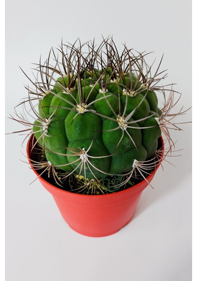 Gymnocalycium Marquezii Muhteşem Formda Büyük Boy Kaktüs