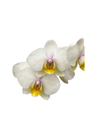 Phalaenopsis 'busy Bee' Beyaz Orkide Ø12 Cm 45-50 Cm