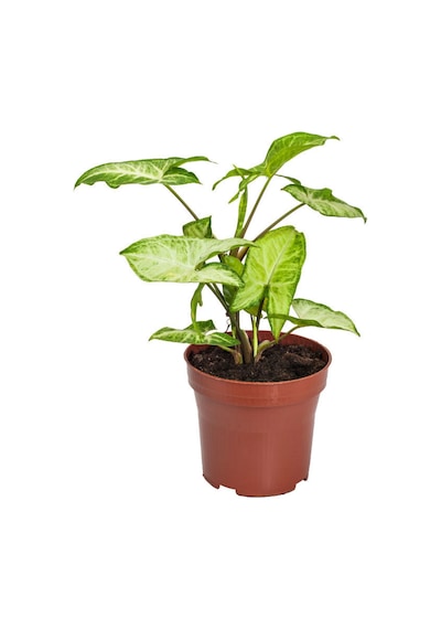 Ok Başı Sarmaşığı 1 Adet Saksılı Melek Kanadı Çiçeği 20-40cm Syngonium