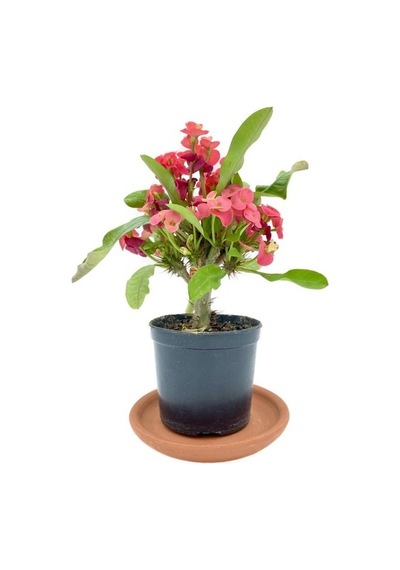Kırmızı Euphorbia Milii Dikenler Tacı 10-20 Cm