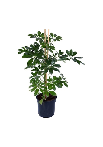 Yeşil Şeflera Schefflera Arboricola Nora - Bitki Boyu 60-80 Cm