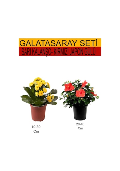 2'li Set Sarı Kalanşo+ Kırmızı Japon Gülü