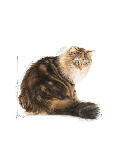 Ageing +12 Gravy Yaşlı Kedi, 85 X 12 Adet