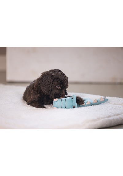 Hnrlıshp Beeztees Köpek Oyuncağı, Peluş, Turkuaz, 16x18x8,5cm