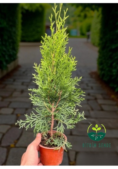 Smaragd Batı Mazısı Fidanı Thuja Occidentalis Smaragd Çam Ağacı 30-40 Cm Diğer