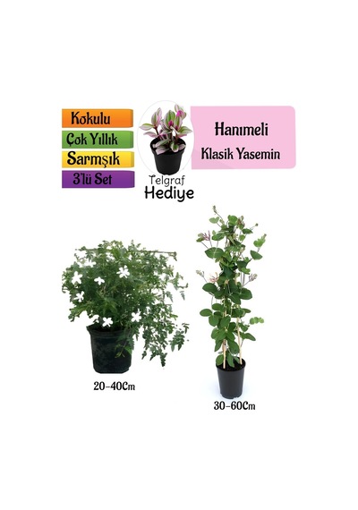 Klasik Kokulu Yasemin+kokulu Hanımeli Çiçeği+telgraf Çiçeği Hediyeli 3'lü Peyzaj Seti