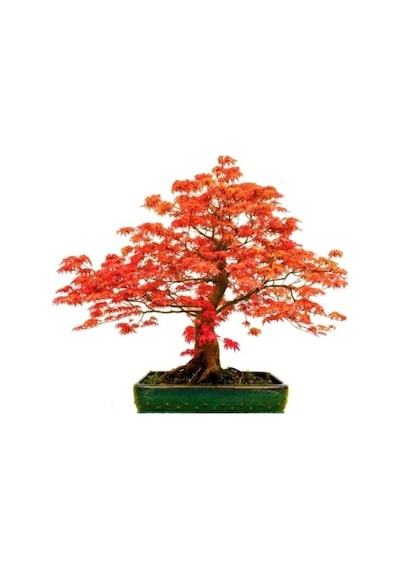 Red Maple Bonzai Ağacı Ekim Seti 5 Adet Tohum Saksı Toprak Kombin