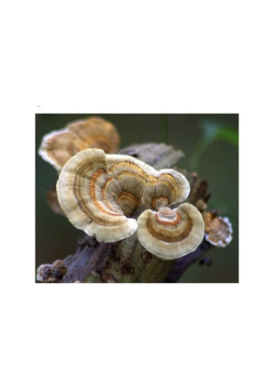 Hindikuyruğu Coriolus Versicolor 50 G