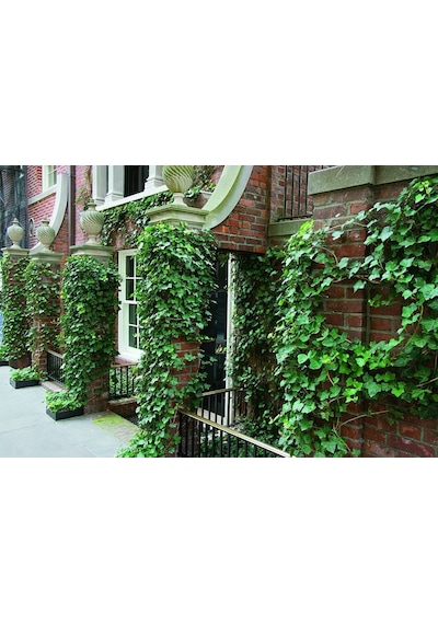 Hedera Sarmaşık 50-100 Cm 3 Adet