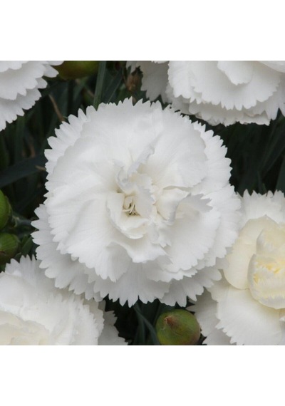 Videolu Beyaz Karanfil 20 40 Cm 1 Adet Saksılı Çiçekli Bodur Bitki Dianthus Caryophyllus
