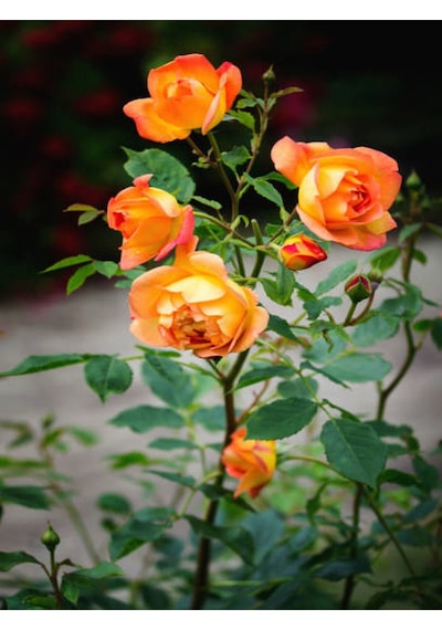 Videolu Turuncu Sarmaşık Gül 25 35 Cm Tüplü Aşılı Gül Orange Rose