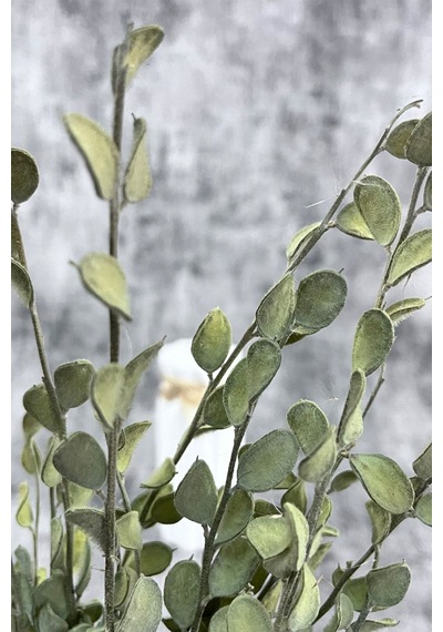 Kurutulmuş Sedef Çiçeği Naturel 15 Dal