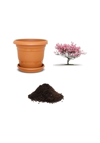 Tohumculuk Pembe Manolya Ağacı Tohumu Ekim Seti