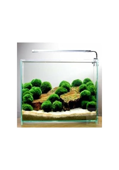 Canlı Bitki Marimo Moss Ball, Dekoratif Ve Doğal Bitki Seçeneği 41bordocipsobeyaz