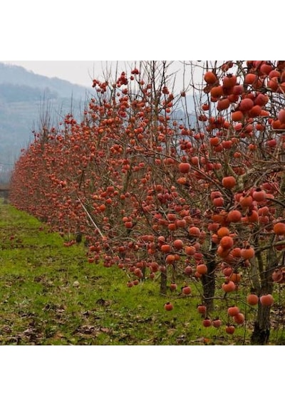 Çikolatalı Trabzon Hurması Diospyros Digyna "black Sapote" 2