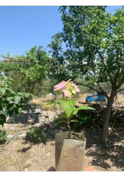 Mavi Ortanca Çiçeği Fidanı10-20 Cm