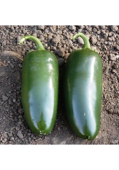 5 Adet Jalapeno Biber Fidesi