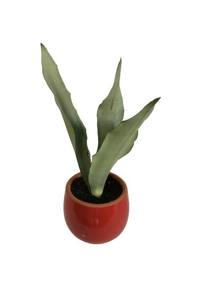 Dekoratif Toprak Saksıda Sansevieria Moonlight Sanseverya 35cm