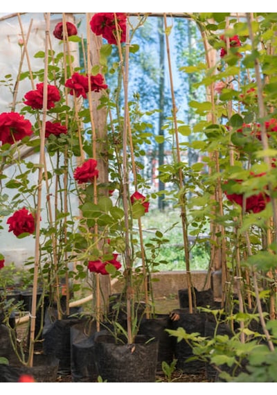 Videolu Sarmaşık Gül Kırmızı Renkli 30 60 Cm 3 Adet Tüplü Aşılı Gül Red Rose